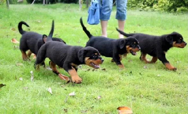 罗威纳犬|罗威纳犬晚上突然没精神了没事吧