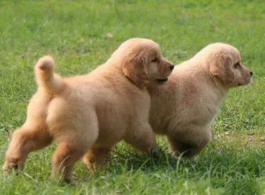金毛|金毛犬厌食行为的解析与改善