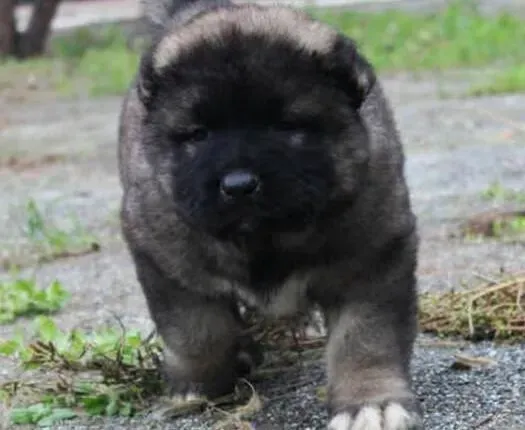 高加索犬|禁止给高加索犬吃人类的饭菜