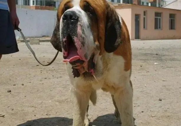 圣伯纳犬|三个方法轻松解决圣伯纳犬不吃狗粮的问题
