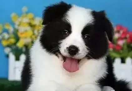 边境牧羊犬|温暖季节怎样帮助边境牧羊犬免受跳蚤的伤害