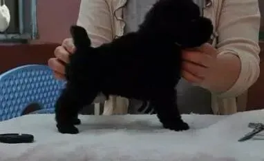 泰迪犬|如何把泰迪犬训练成主人的小跟班