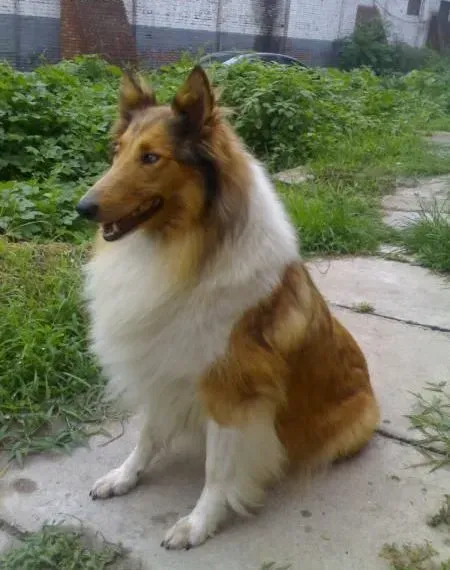 苏格兰牧羊犬|苏格兰牧羊犬对生活环境的基本要求