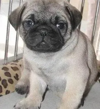 巴哥犬|巴哥犬最近食欲不振是什么毛病