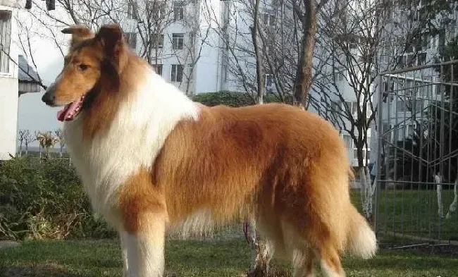 苏格兰牧羊犬|苏格兰牧羊犬出门喜欢乱捡东西吃怎么训练