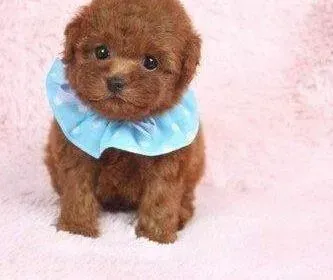 泰迪犬|六个月的泰迪犬缺钙了应如何给它补钙