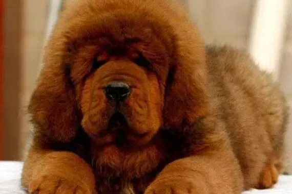 藏獒|藏獒流黄鼻涕这是患上犬瘟了吗