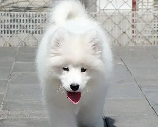 萨摩耶|护理小贴士 怎样照顾怀孕期间的萨摩耶母犬