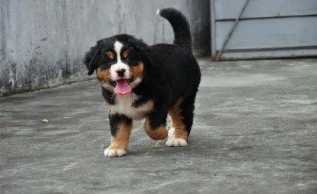 伯恩山犬|“沉默天使”伯恩山犬出现抑郁症的原因是什么