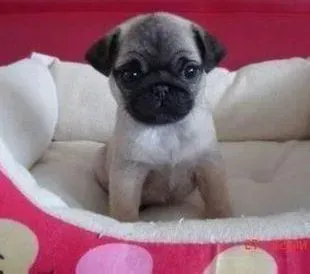 巴哥犬|在给巴哥犬洗澡的时候有什么注意事项吗