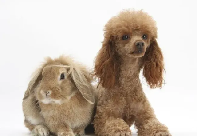 玩具贵宾犬最大是多大 体重在3到6公斤左右 | 玩具贵宾犬