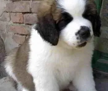 圣伯纳犬|保证圣伯纳犬健康的秘密武器——维生素