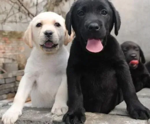 拉布拉多|发情期护理拉布拉多犬的好意见
