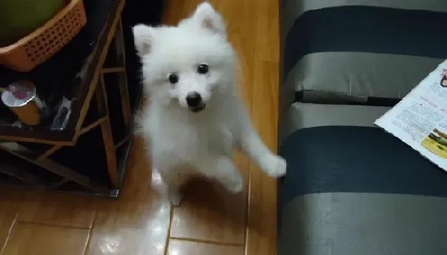 银狐犬|夏季防止银狐犬丢失的方法