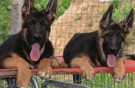 德国牧羊犬|德国牧羊犬最近拉虫子了需要驱虫吗