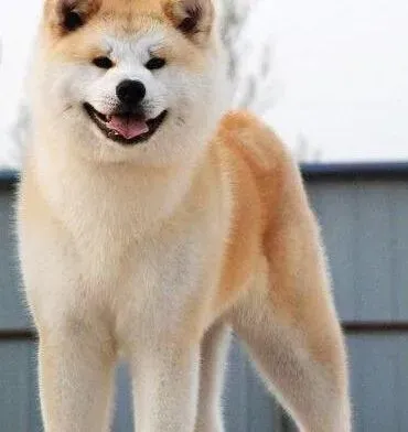 秋田犬|怀孕一个月的秋田犬得了皮肤病怎么治