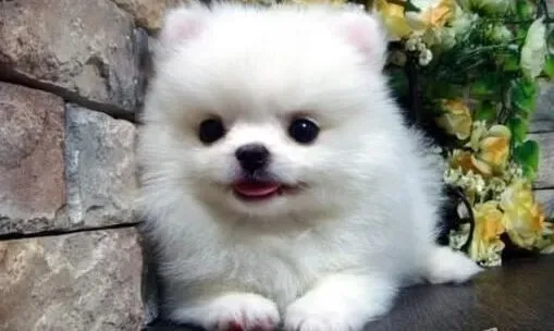 博美犬|博美犬怎么养 给博美犬洗澡时需注意的事项