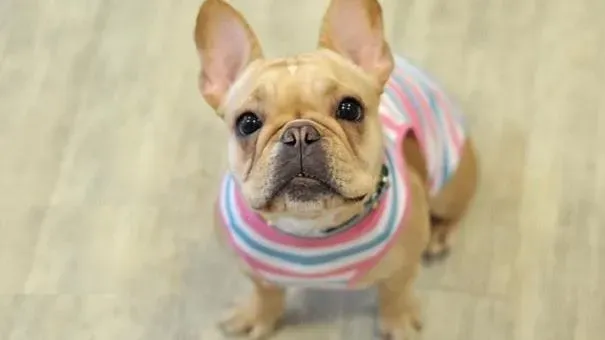 法国斗牛犬|照顾怀孕的法国斗牛犬的方法