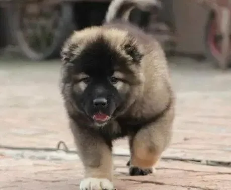 高加索犬|高加索犬的“委屈” 今年的生日没有蛋糕吃