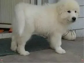 大白熊犬|狗狗医疗指南 如何解决大白熊犬吃药难的问题