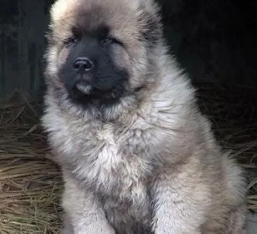 高加索犬|怎样保养高加索犬的毛发清亮秀丽