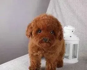 泰迪犬|给它零食不如给它爱 给泰迪犬零食吃有争议