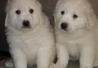 大白熊犬|大白熊犬的被毛是否容易打理
