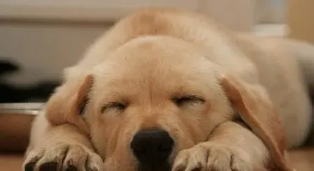 狗晚上睡觉吗 它睡觉时需要盖被子吗 | 狗睡觉