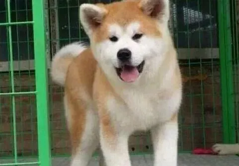 秋田犬|全方位护理 照顾秋田犬幼犬的方法
