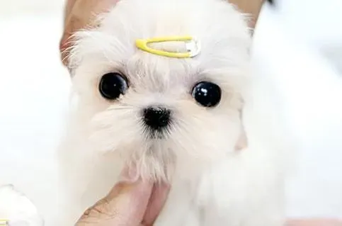 马尔济斯|健康常识 马尔济斯犬受到钩虫侵袭如何医治