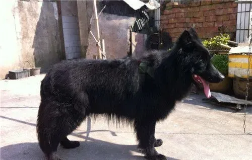 比利时牧羊犬好斗吗 比利时牧羊犬的饲养方法 | 比利时牧羊犬