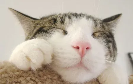 小猫如何断奶 最合适的食物就是猫粮了 | 猫