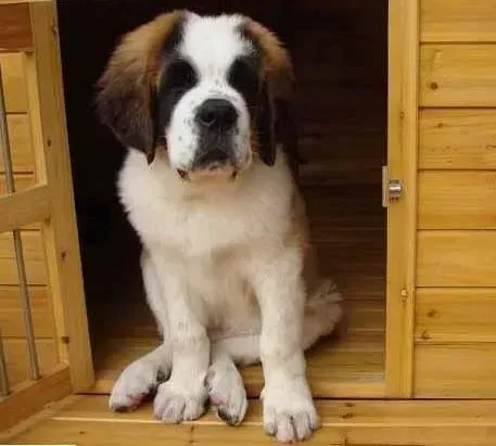圣伯纳犬|“破坏大王”圣伯纳犬如何能改正错误