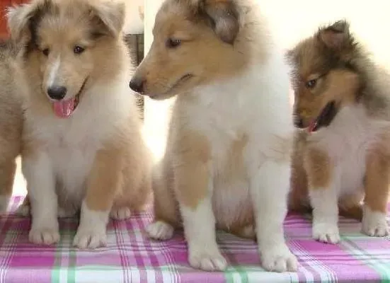 苏格兰牧羊犬|苏格兰牧羊犬今早开始咳嗽，吐痰