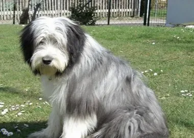 古代长须牧羊犬的形态特征 有双层被毛 | 古代长须牧羊犬