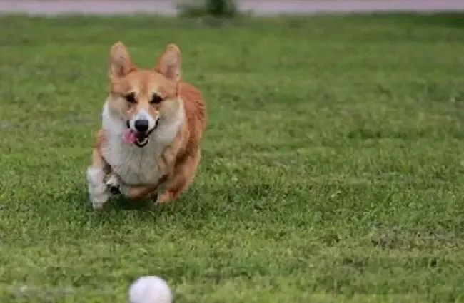 柯基犬|生活常识 如何科学的照顾柯基犬