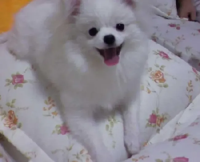 银狐犬|给银狐犬补钙的方法