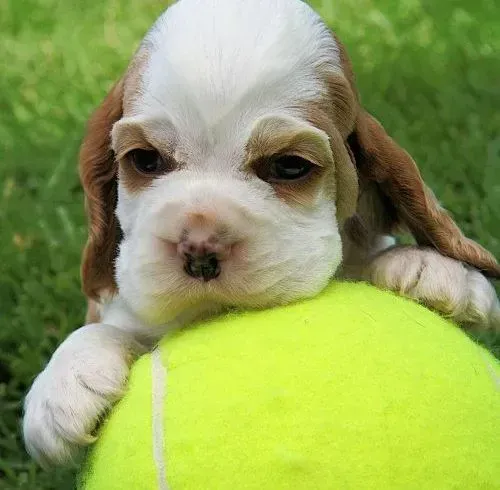 可卡犬|家长必须要了解的可卡犬的一些身体语言