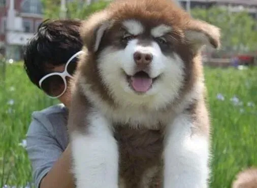 阿拉斯加犬|关于阿拉斯加雪橇犬必要的一些训练方法介绍