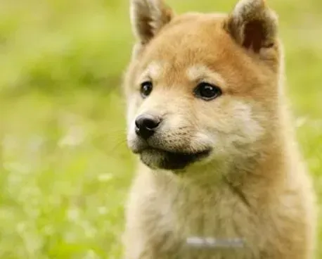 秋田犬|不出错的预防方法 防治秋田犬腹泻的三个秘诀