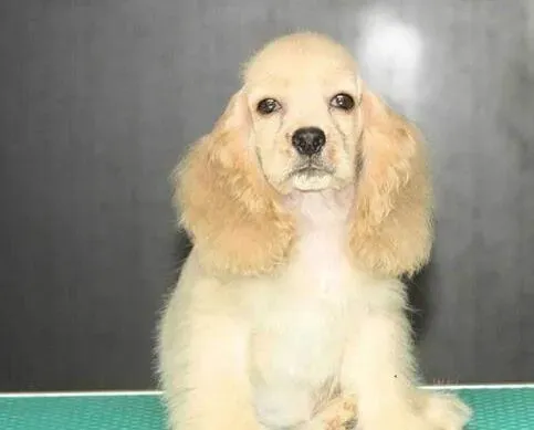 可卡犬|可卡犬嘴边毛发变红了是有皮肤病了吧