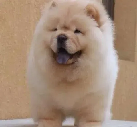 松狮犬|用什么方法能够尽快提高松狮犬自身的免疫力