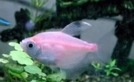 红裙鱼怎么养 饲养环境必须保持安静 | 红裙鱼