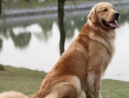 金毛狗怕不怕冷 该犬有一定的耐寒能力 | 金毛