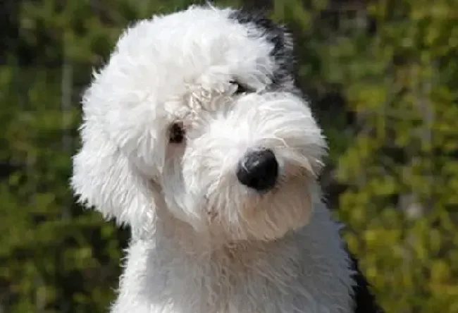 古代牧羊犬|医疗小窍门 如何调制药物帮助古代牧羊犬消灭跳蚤
