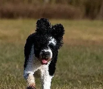 葡萄牙水犬吃什么好 注意钙质的补充 | 葡萄牙水犬