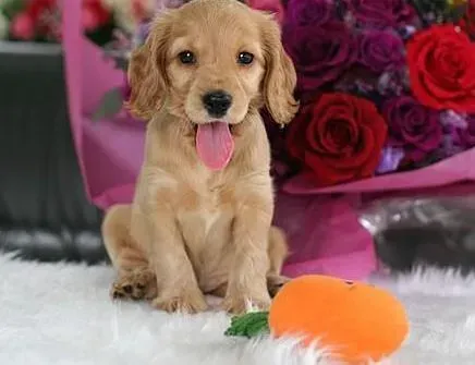 可卡犬|可卡犬没精神，不吃不喝应怎么治疗