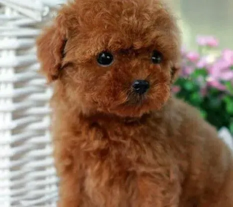 贵宾犬|我家贵宾犬患上犬瘟后精神不好怎么办