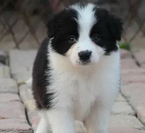 边境牧羊犬|边境牧羊犬没精神不爱走路是不是病了