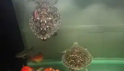 锦鲤鱼可以与哪些鱼混养 要了解锦鲤性情 | 锦鲤鱼